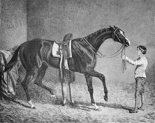 Trumpok királynője, 1832-1843, 1911