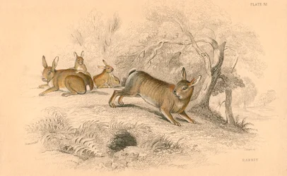 Nyúl Oryctolagus cuniculus, 1828