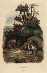 Vörös rókák, Vulpes vulpes, barlangon kívül