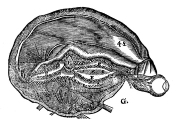 Rene Descartes diagramja az emberi agyról és a szemről, 1692
