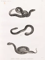 Hüllők: kígyók