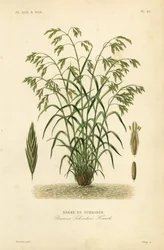 Rescuegrass, vagy Schrader-féle bromegrass, Bromus catharticus, Bromus schraderi, Brome de Schrader