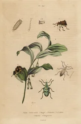 Rhigus, Platyoma és Cyphus zsizsik, sörtéjű százlábú, Polyxenus lagers és Salamon királypecsét, Polygonatum odoratum