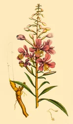 „Rosebay Willowherb”, 18. század vége – 19. század eleje, 1944.