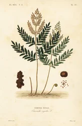 Royal Fern, Osmunda Regalis, Osmonde Royal