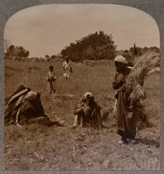 Ruth Boáz mezőin gyűjtöget, 1900 körül