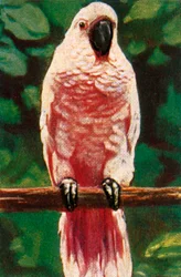Molukki kakadu, 1928 körül.