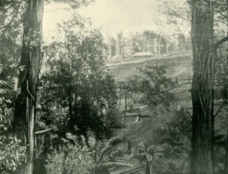 Jelenet Upper Gembrook-ban, Victoria államban, 1901.