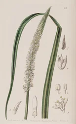 Cipő ocaulon officinale