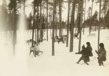 Svédország. Rongy (mag) rénszarvas csapdába ejtésekor. 1900 körül