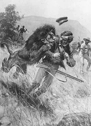 David Livingstone skót misszionáriust és felfedezőt oroszlán támadja meg, Afrika, 19. század