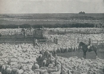 Birkakodók Ausztráliában, 1910