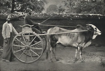 Szingaléz zebu óramű, 1926