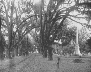 Spanish Moss on Live Oaks, Savannah, Georgia, USA, 1900.