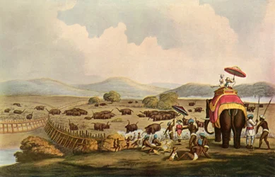 Sport Indiában – Elefántok behajtása Keddába, c1808, 1901.