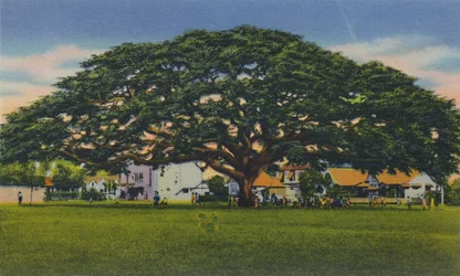Spreading Samoan Tree, Trinidad, B.W.I., 1940-es évek.