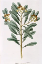 Egy szál fehér fahéj Canella alba, 1823