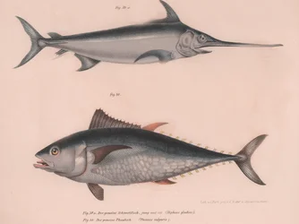 Kardhal Xiphias kard, Thinnus bulgaris, 1850-es évek körül