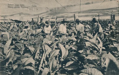 Dohány ponyva alatt. Árnyékban termesztett dohány - Kuba, kb. 1900
