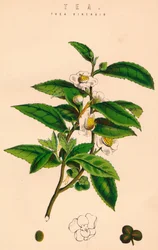 Tea, 19. század