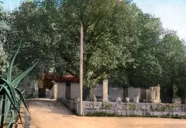 Terebinth fa, Hammam Meskoutine, Algéria