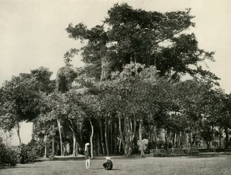 A Banyan Tree, Barrackpore, 1870, 1925.