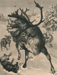 A rénszarvas, XIX. század