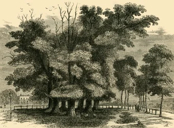 A hét nővér, 1830-ban, c1876.