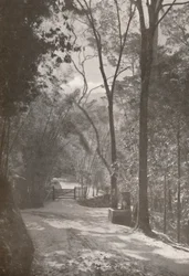 Tijuca szelleme, 1914