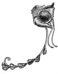 Az Acontia luctuosa lepke és az orchidea pollenje, 1862