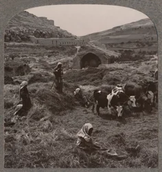 Gabona cséplés Jacobs Well közelében, 1900