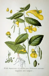 Érintsd meg balzsam, 1893
