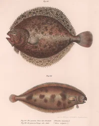 Turbolya, Rhombus maximus, közönséges nyelvhal Solea vulgaris, 1850-es évek