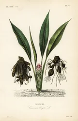 Kurkuma vagy ukon, Turmeric longa, Kurkuma