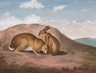 Két nyúl: Egy domboldalon, kb. 1805.
