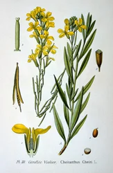 Falvirág, 1893