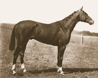 Szélkakas, 1911