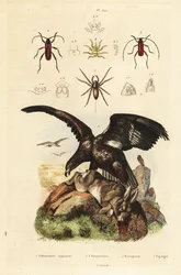 Rétisas, Haliaeetus albicilla 5, és zsákmány, búvárpók, Argyroneta aquatica 1, Purpuricenus bogarak 2
