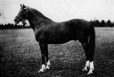 Vadmadár, 19. század, 1911