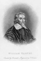 William Harvey 1578-1657 angol orvos, XVII. század