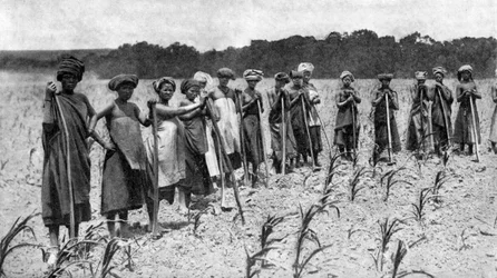 Kukoricaföldet kapáló nők, Dél-Afrika, 1923