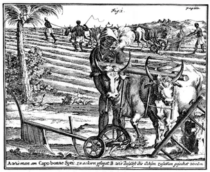 Igás ökrök és szántóföldek, Dél-Afrika, 18. század 1931