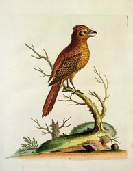 Indiai nagy tarajos bullcher Bird, kocsma. 1742. május, G.E. Inard