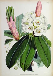 Rhododendron: Argenteum, a 