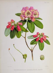 Rhododendron: Candelabrum, a 