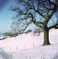 Téli táj, Hockley Downs, Essex