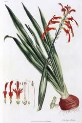 Afrikai kukorica liliom (Mais a lys d