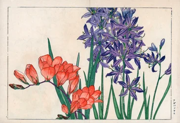Agapanth vagy nílusi liliom (kék) és frézia. Afrikai liliom, Agapanthus africanus, és frézia, Freesia refracta. Kézzel színezett fametszet Konan Tanigami "Seiyou Sokazufu" (Képes album nyugati növényekről és virágokról: tavasz) című művéből, Unsodo, Kyo.