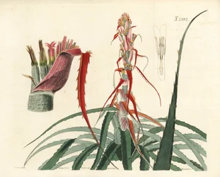 Aguava, Bromelia alsodes (keskeny levelű ananász, Bromelia sylvestris). Weddell kézi rézmetszete John Curtis botanikai illusztrációja után, William Curtis