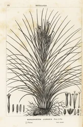 Légvirág, Tillandsia juncea (Bonapartea juncea). Kézzel színezett litográfia Louis van Houtte és Charles Lemaire: Flowers of the Gardens and Hothouses of Europe, Flore des Serres et des Jardins de l